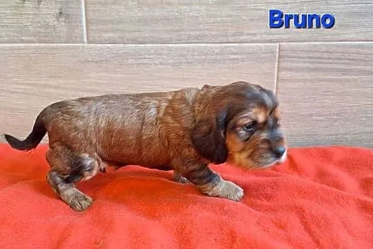 Cocker spaniel angielski, Kujawsko-pomorskie, Włocławek