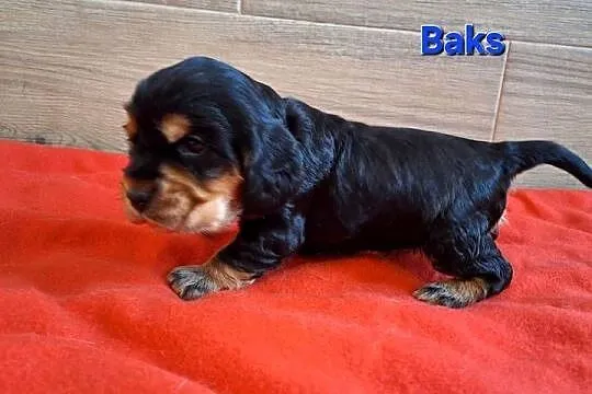 Cocker spaniel angielski, Kujawsko-pomorskie, Włocławek