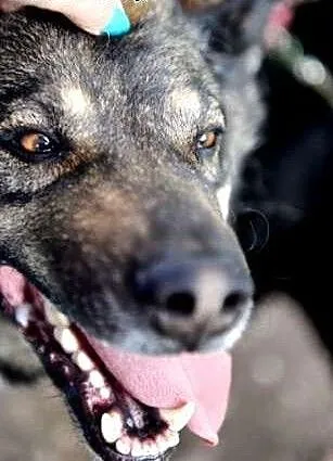 Reks- pies, który nie wie, że nie ma nogi. Adoptuj