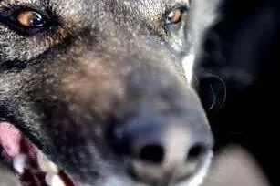 Reks- pies, który nie wie, że nie ma nogi. Adoptuj