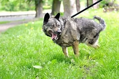 Reks- pies, który nie wie, że nie ma nogi. Adoptuj