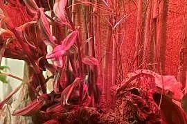 Terrarium felsuma gekon orzęsiony
