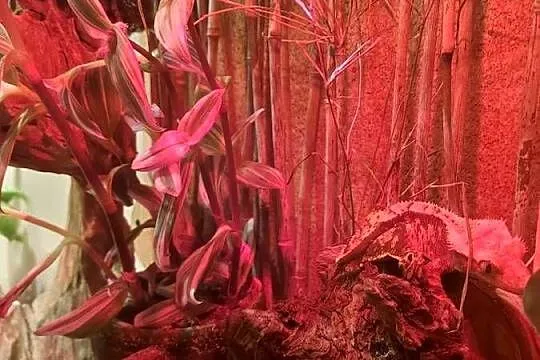 Terrarium felsuma gekon orzęsiony