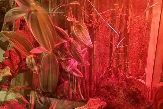 Terrarium felsuma gekon orzęsiony, Opolskie, Opole