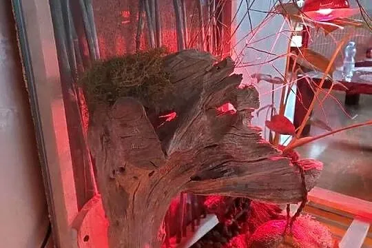 Terrarium felsuma gekon orzęsiony, Opolskie, Opole