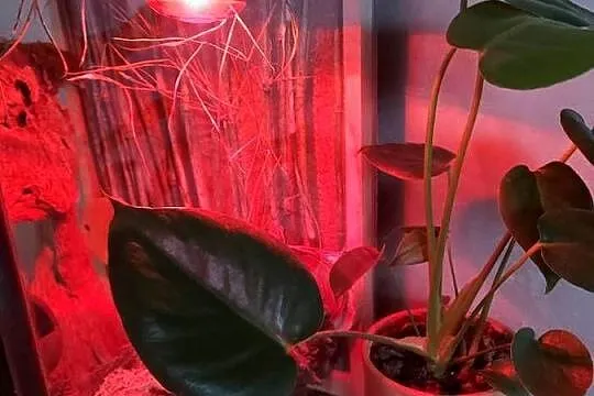 Terrarium felsuma gekon orzęsiony, Opolskie, Opole