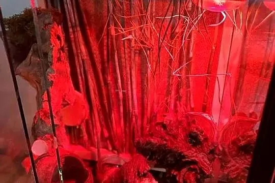 Terrarium felsuma gekon orzęsiony, Opolskie, Opole