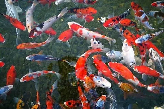 Karpie koi