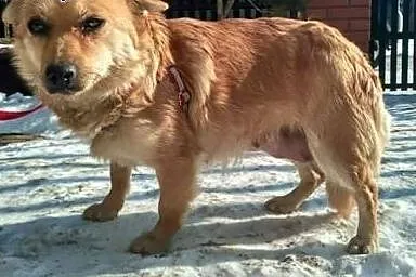 Adelka roczna sunia pilnie szuka domku inaczej tra
