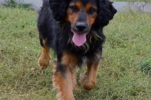 Gonzo, energiczny fajny pies,  kujawsko-pomorskie 