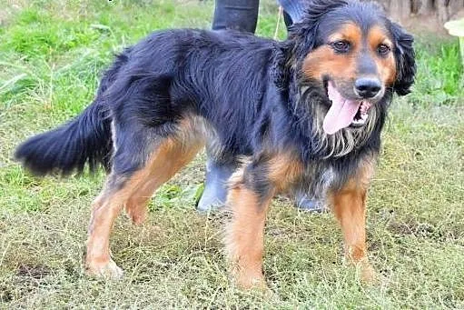 Gonzo, energiczny fajny pies,  kujawsko-pomorskie 
