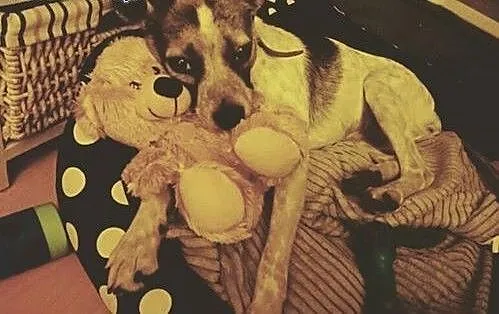 HEKTOR - mały, 7 kg psiak szuka kochającego domu,