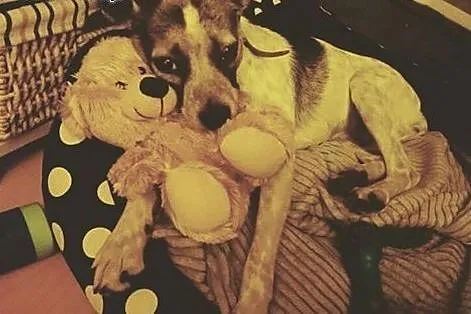 HEKTOR - mały, 7 kg psiak szuka kochającego domu, 