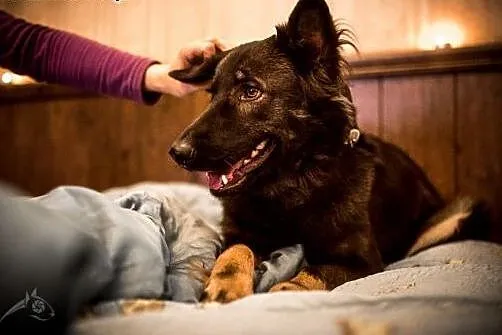 Miłka - urocza, młoda sunia - do adopcji,  świętok