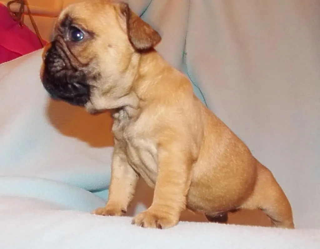 Fibi ruda buldożka francuska suczka buldog francus