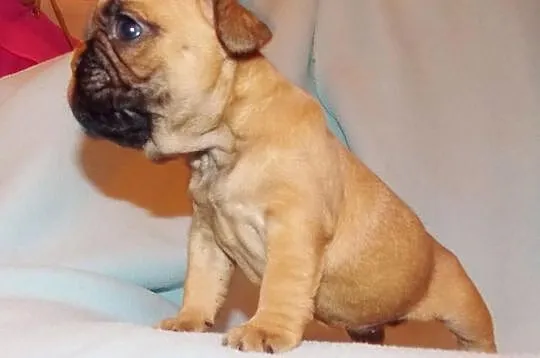 Fibi ruda buldożka francuska suczka buldog francus
