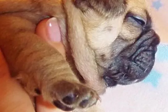 Fibi ruda buldożka francuska suczka buldog francus