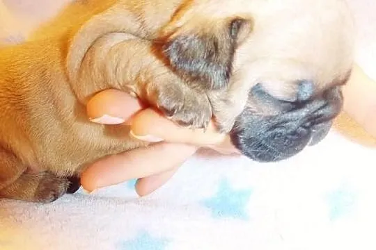 Fibi ruda buldożka francuska suczka buldog francus