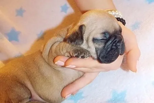 Fibi ruda buldożka francuska suczka buldog francus