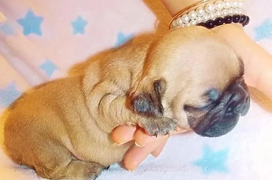 Fibi ruda buldożka francuska suczka buldog francus
