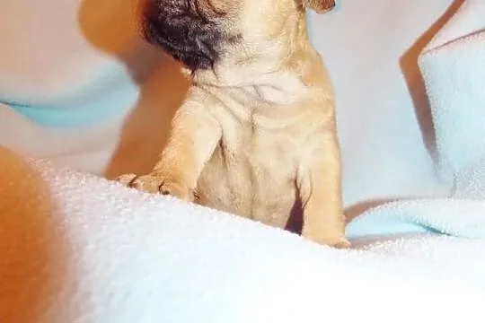 Fibi ruda buldożka francuska suczka buldog francus