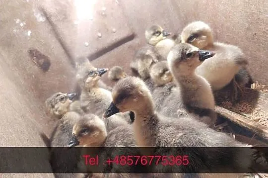Sprzedam młode gęsi Garbinosy, Lubuskie, Klępsk