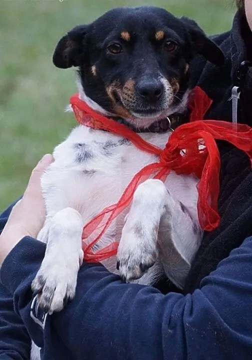 Szukamy domku dla Malinki psiej damy :), Kundelki