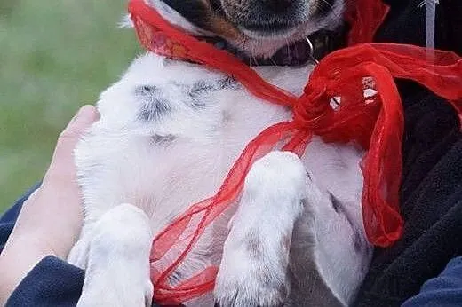 Szukamy domku dla Malinki psiej damy :), Kundelki cała Polska