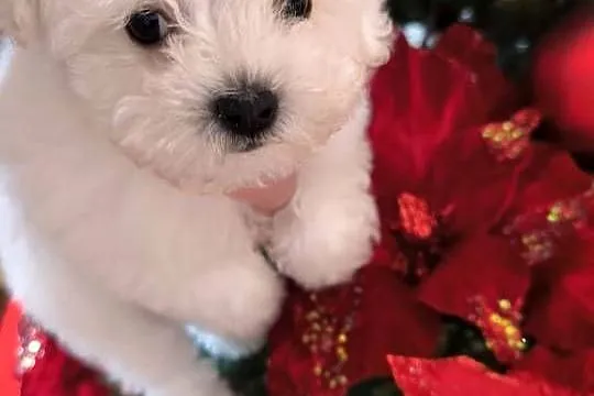 Szczeniaczek Bichon Frise, Łódzkie, Pabianice