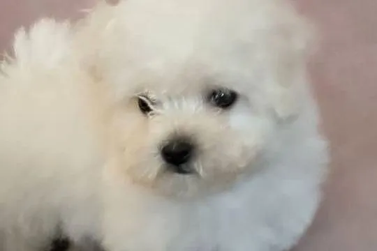 Szczeniaczek Bichon Frise, Łódzkie, Pabianice
