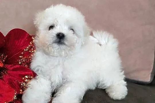Szczeniaczek Bichon Frise, Łódzkie, Pabianice