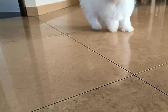 Szczeniaczek Bichon Frise, Łódzkie, Pabianice