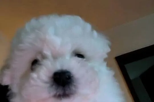 Szczeniaczek Bichon Frise, Łódzkie, Pabianice