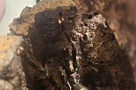 P ornata samiczka 8DC