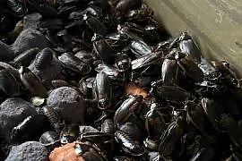 Karaczany argentyńskie 2.5-4cm 100szt.