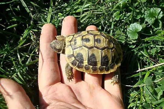 Żółwik grecki