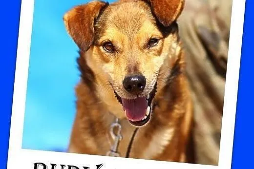 12 kg,przytulaśny,lagodny,przyjazny,wesoły piesek RUDY.Adopcja,  mazowieckie Warszawa