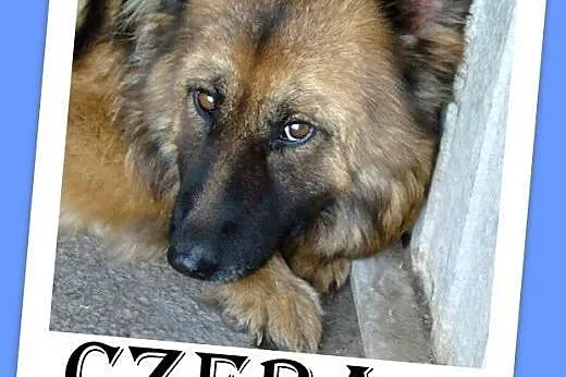 Owczarek niemiecki długowłosy,łagodna,spokojna suc
