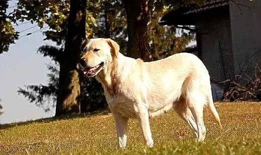 Peja w typie labradora do adopcji, Labrador retri