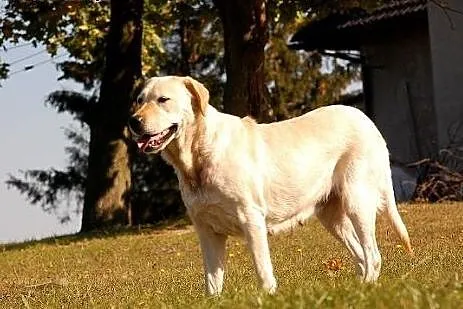 Peja w typie labradora do adopcji,  Labrador retri