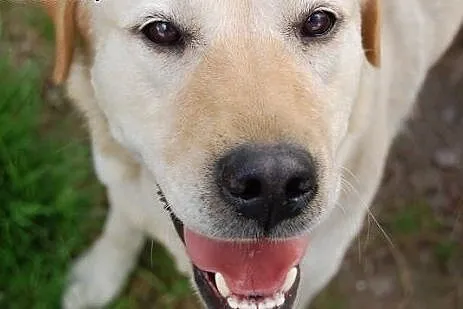 Peja w typie labradora do adopcji,  Labrador retri