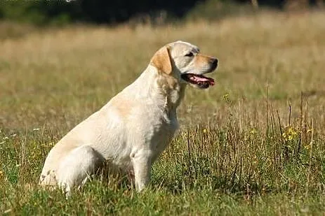 Peja w typie labradora do adopcji,  Labrador retri