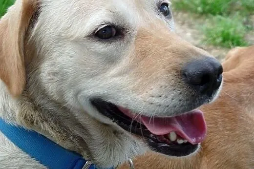 Peja w typie labradora do adopcji,  Labrador retri