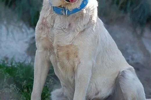 Peja w typie labradora do adopcji,  Labrador retri