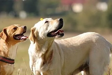 Peja w typie labradora do adopcji,  Labrador retri