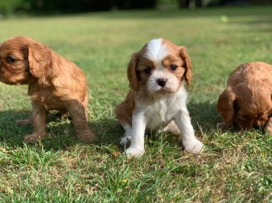 Cavalier King Charles Spaniel   Whatsapp +37065391730, , london