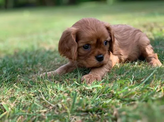 Cavalier King Charles Spaniel   Whatsapp +37065391730, , london