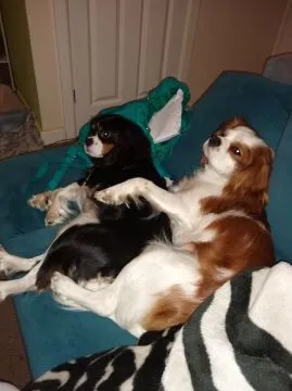 Cavalier King Charles Spaniel   Whatsapp +37065391730, , london