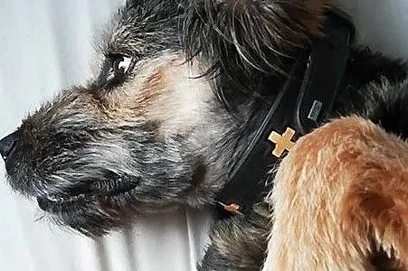 LALA – towarzyska psinka, wesoła minka!, Mazowieckie, Warszawa