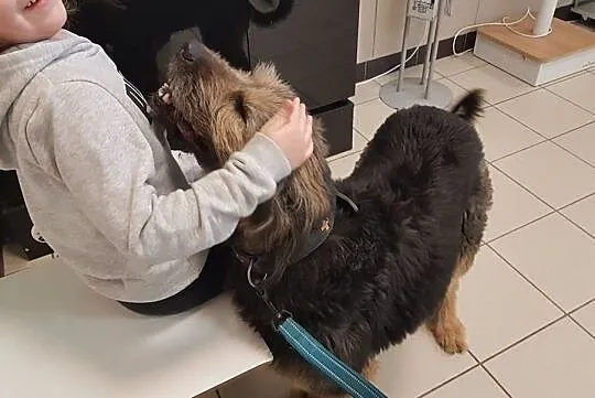 LALA – towarzyska psinka, wesoła minka!, Mazowieckie, Warszawa